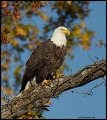 _2SB7044 bald eagle